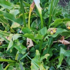 Zantedeschia aethiopica (Arum Lily) at Kioloa Bushcare Group - 24 Dec 2023 by Steve818