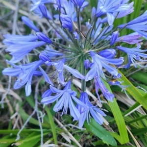 Agapanthus praecox subsp. orientalis at Kioloa Bushcare Group - 24 Dec 2023