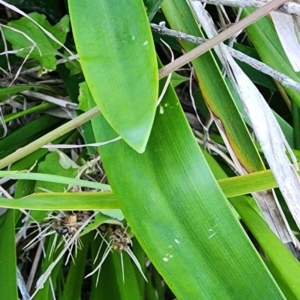 Agapanthus praecox subsp. orientalis at Kioloa Bushcare Group - 24 Dec 2023