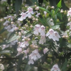 Prostanthera lasianthos (Victorian Christmas Bush) at QPRC LGA - 23 Dec 2023 by MatthewFrawley