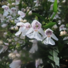 Prostanthera lasianthos at QPRC LGA - 23 Dec 2023 03:35 PM