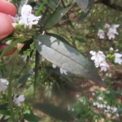 Prostanthera lasianthos at QPRC LGA - 23 Dec 2023 03:35 PM