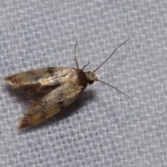Gelechioidea (superfamily) (Unidentified Gelechioid moth) at Jerrabomberra, NSW - 22 Dec 2023 by DianneClarke