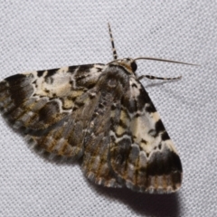 Rhuma (genus) (A Geometer moth) at Jerrabomberra, NSW - 21 Dec 2023 by DianneClarke