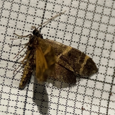 Lepidoscia (genus) ADULT (A Case moth) at Braddon, ACT - 24 Dec 2023 by Hejor1
