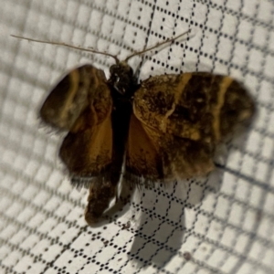 Lepidoscia (genus) ADULT at City Renewal Authority Area - 24 Dec 2023