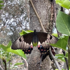 Papilio aegeus (Orchard Swallowtail, Large Citrus Butterfly) at Greenleigh, NSW - 24 Dec 2023 by Hejor1