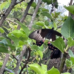 Papilio aegeus at QPRC LGA - 24 Dec 2023 06:45 PM