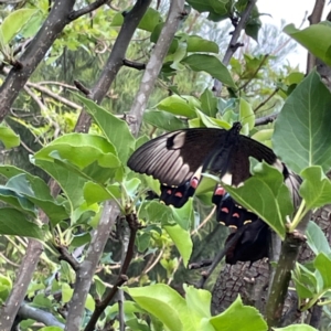 Papilio aegeus at QPRC LGA - 24 Dec 2023 06:45 PM