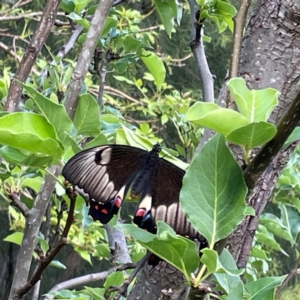 Papilio aegeus at QPRC LGA - 24 Dec 2023 06:45 PM