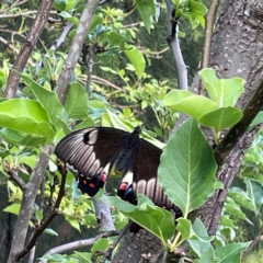 Papilio aegeus at QPRC LGA - 24 Dec 2023
