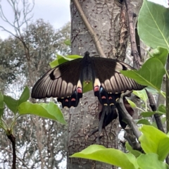 Papilio aegeus at QPRC LGA - 24 Dec 2023 06:45 PM