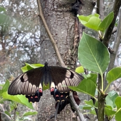 Papilio aegeus at QPRC LGA - 24 Dec 2023 06:45 PM