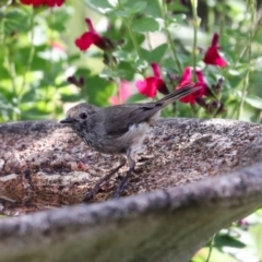 Acanthiza pusilla (Brown Thornbill) at Higgins, ACT - 18 Dec 2023 by AlisonMilton