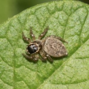 Maratus griseus at Higgins, ACT - 24 Dec 2023