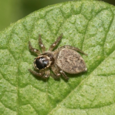 Maratus griseus (Jumping spider) at Higgins, ACT - 24 Dec 2023 by AlisonMilton