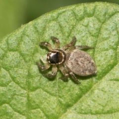 Maratus griseus at Higgins, ACT - 24 Dec 2023