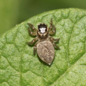 Maratus griseus at Higgins, ACT - 24 Dec 2023 11:09 AM