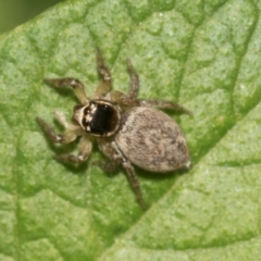 Maratus griseus at Higgins, ACT - 24 Dec 2023