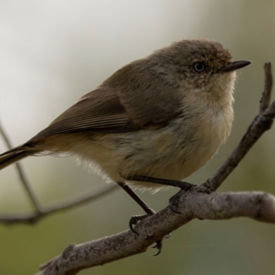 Acanthiza reguloides (Buff-rumped Thornbill) at Denman Prospect, ACT - 20 Dec 2023 by brettguy80