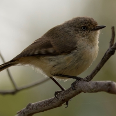 Acanthiza reguloides (Buff-rumped Thornbill) at Bluetts Block Area - 20 Dec 2023 by brettguy80