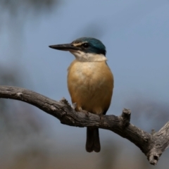 Todiramphus sanctus (Sacred Kingfisher) at Hackett, ACT - 24 Dec 2023 by Wildlifewarrior80