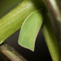 Siphanta acuta (Green planthopper, Torpedo bug) at Higgins, ACT - 21 Dec 2023 by AlisonMilton