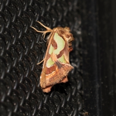 Cosmodes elegans (Green Blotched Moth) at Higgins, ACT - 19 Dec 2023 by AlisonMilton