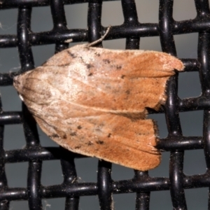 Tortricopsis pyroptis at Higgins, ACT - 19 Dec 2023