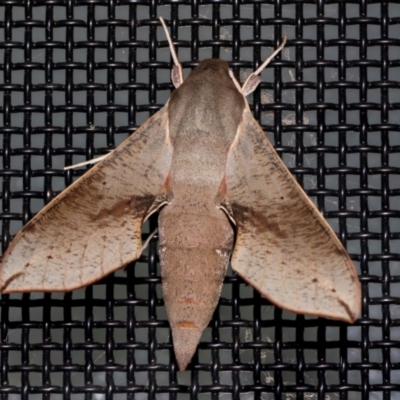 Hippotion scrofa (Coprosma Hawk Moth) at Higgins, ACT - 16 Dec 2023 by AlisonMilton