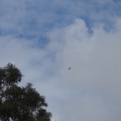 Aquila audax (Wedge-tailed Eagle) at Isaacs Ridge and Nearby - 24 Dec 2023 by Mike