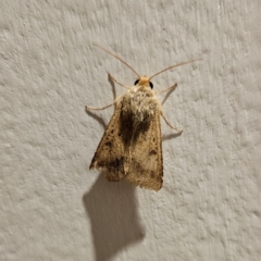 Helicoverpa armigera (Cotton bollworm, Corn earworm) at Braidwood, NSW - 24 Dec 2023 by MatthewFrawley