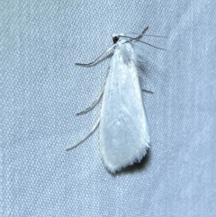 Tipanaea patulella (The White Crambid moth) at QPRC LGA - 24 Dec 2023 by SteveBorkowskis