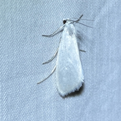 Tipanaea patulella (A Crambid moth) at Jerrabomberra, NSW - 24 Dec 2023 by SteveBorkowskis