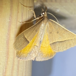 Epidesmia chilonaria at QPRC LGA - 24 Dec 2023