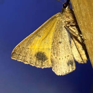 Epidesmia chilonaria at QPRC LGA - suppressed