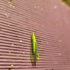 Apertochrysa edwardsi (A Green Lacewing) at Captains Flat, NSW - 24 Dec 2023 by Csteele4