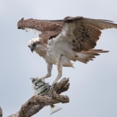 Pandion haliaetus (Osprey) at Cleveland, QLD - 25 Nov 2023 by TimL