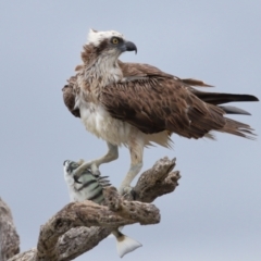 Pandion haliaetus at Cleveland, QLD - suppressed