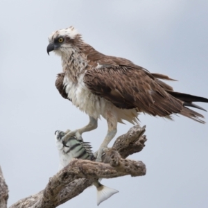 Pandion haliaetus at Cleveland, QLD - suppressed