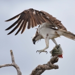 Pandion haliaetus at Cleveland, QLD - suppressed