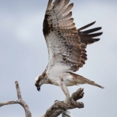 Pandion haliaetus at Cleveland, QLD - 25 Nov 2023