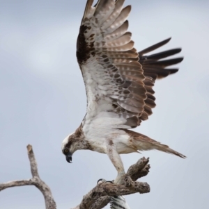 Pandion haliaetus at Cleveland, QLD - suppressed