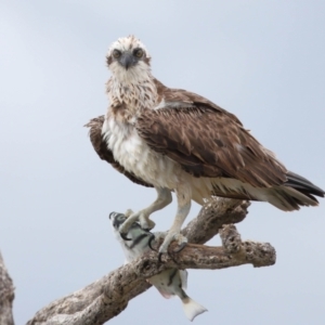 Pandion haliaetus at Cleveland, QLD - 25 Nov 2023