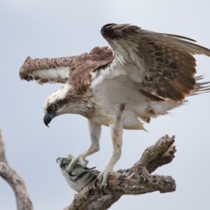 Pandion haliaetus at Cleveland, QLD - 25 Nov 2023