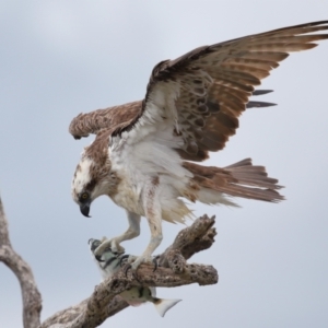 Pandion haliaetus at Cleveland, QLD - suppressed