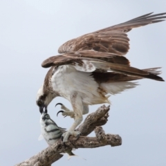 Pandion haliaetus at Cleveland, QLD - 25 Nov 2023