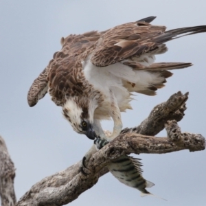 Pandion haliaetus at Cleveland, QLD - 25 Nov 2023