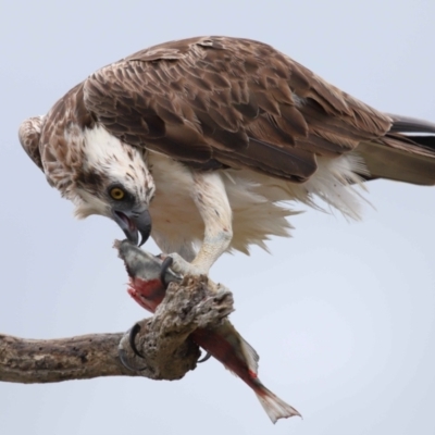 Pandion haliaetus (Osprey) at Cleveland, QLD - 25 Nov 2023 by TimL