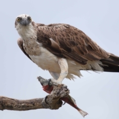 Pandion haliaetus at Cleveland, QLD - suppressed